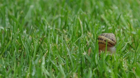Snail Crawls Away from Camera in Green Grass 動画素材 107237001