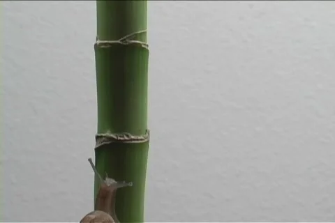 A snail crawls up a bamboo stalk. Stock Footage