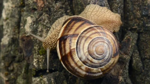 Snail crawls on a bark of wood Stock Footage 81161139