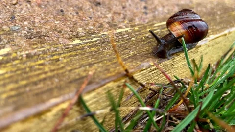A snail crawls on a board Stock Footage 189970059