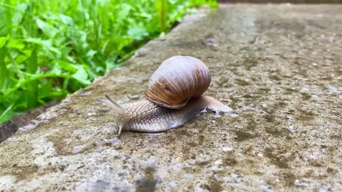 The snail crawls to the cliff that leads to the grass. Stock Footage 155383990