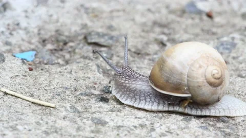 A snail crawls on concrete, sees an obstacle, a straw, gets scared Stock Footage 166830558