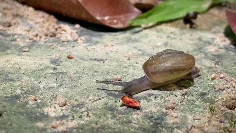 A snail crawls on a concrete surface among leaves Stock Footage 343835699