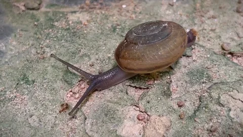 A snail crawls on a concrete surface Stock Footage 343835678