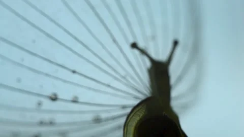 The snail crawls up the dandelion up. The snail slowly crawls up the plant. Stock Footage 155975145