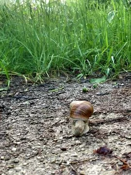 A snail crawls on a dirt path surrounded by tall grass and green foliage on.. Stock Photos