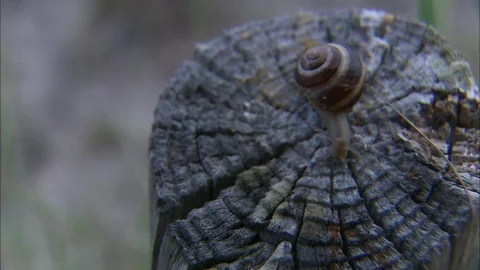 Snail crawls down log face Stock Footage 87762214