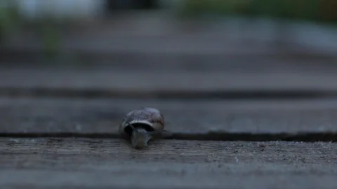 The Snail Crawls Evening Stock Footage 95400803