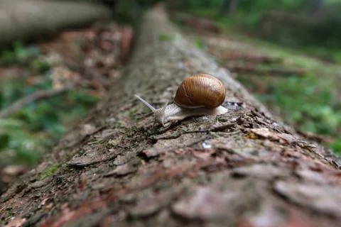 Snail crawls on fallen log in the forest Stock Photos
