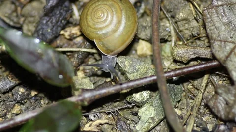 Snail crawls Stock Footage 56891683
