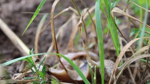 Snail crawls in the grass and crawls away, hides. A small snail with a shell. Wi Stock-Footage 304246134