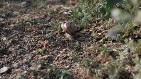  A snail crawls in the grass close-up. Snail in the grass. Helix Aspersa snail i Stock Footage 167055050