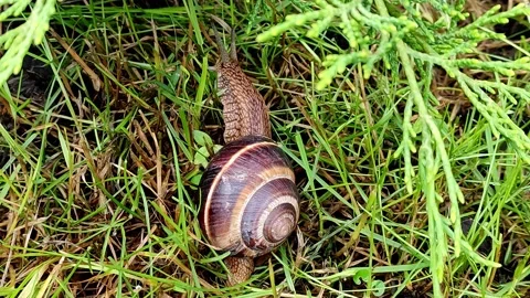 Snail crawls on the grass crawls out of the shell Stock Footage 155509586