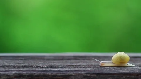 Snail Crawls on a Green Background. Grass. Austria Stock-Footage 78042084