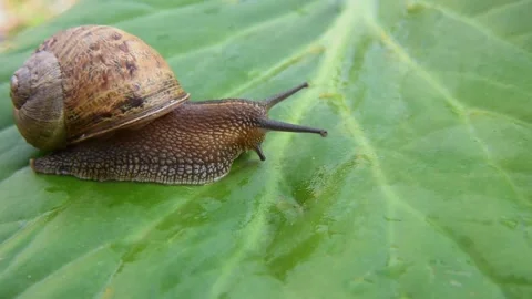 Snail crawls on green leaf Stock Footage 130347061