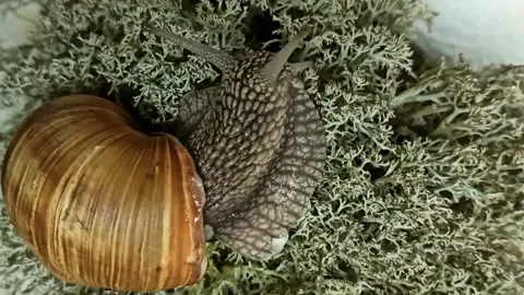 A snail crawls on green moss and wiggles its antennae with its whiskers Stock Footage 164607113
