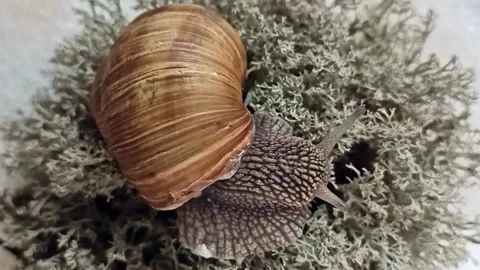 A snail crawls on green moss and wiggles its antennae with its whiskers Stock Footage 164607128