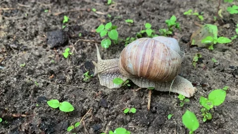 A snail crawls on the ground, afraid hides its eyes close-up 库存影片 172409582