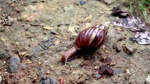 Snail crawls on the ground after the rain in the forest. Stock Footage 169172246