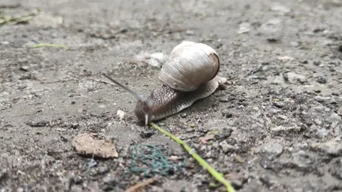 Snail crawls on the ground with ants Stock Footage 196607021