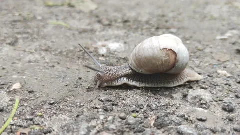 Snail crawls on the ground with ants Stock-Footage 196607025