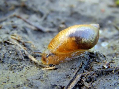 The snail crawls on the ground close up Stock Photos