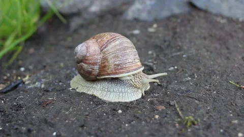 A snail crawls on the ground. Close up view of a snail crawling on the ground Stock Footage 155200197