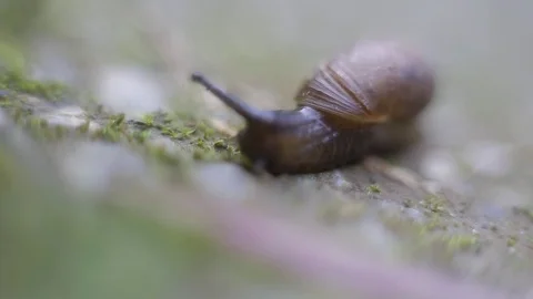The snail crawls on the ground Stock Footage 83107205