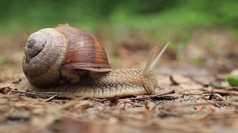 A snail crawls on the ground in a forest, selective focus. Stock Footage 194268111