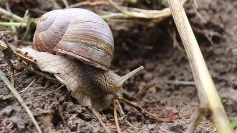 The snail crawls on the ground, moves slowly. Close-up	 Stock-Footage 304241766