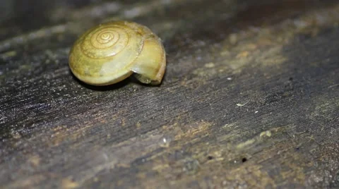 Snail crawls from its shell Stock Footage 56892234