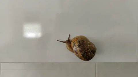 The snail crawls on the kitchen cabinet Stock Footage 131118357
