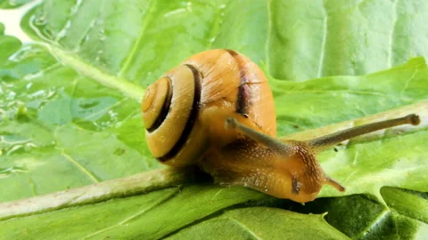 The snail crawls on the leaf-03 Stock Footage 133512493
