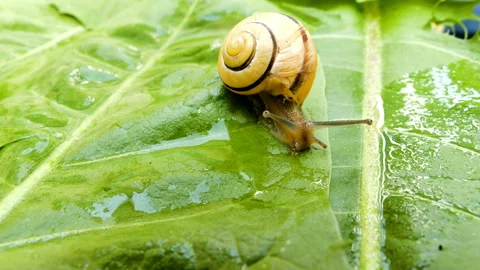 The snail crawls on the leaf-05 Stock Footage 133512057