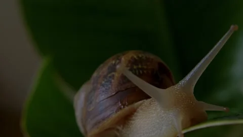 The snail crawls on the leaf of a tropical plant. Macro video shooting of Stock Footage 236239678