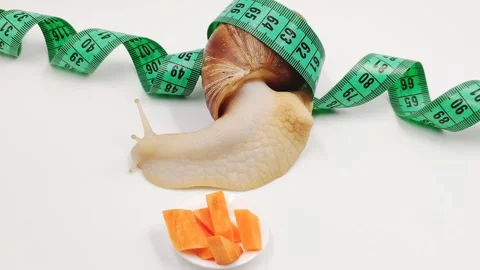 A snail crawls in a measuring tape to a fresh carrot. The concept of proper Stock Footage 163817113