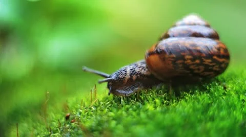 Snail crawls with moss Stock Footage 12133031