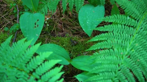 A snail crawls on moss in the forest. Close-up video in 4K format. Stock Footage 210758913