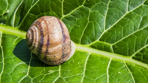 Snail Crawls Out Of Its Shell Stock-Footage 41587247