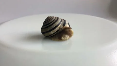 Snail crawls out of its shell on a white background Stock Footage 131729976