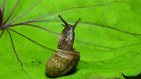 Snail crawls out of shell Stock Footage 293182623