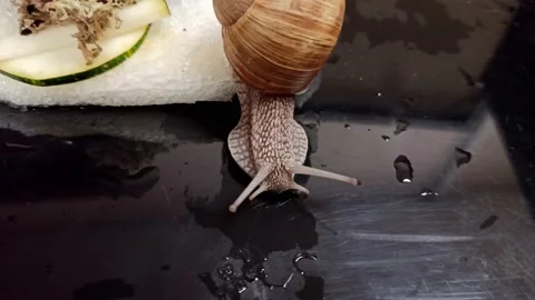The snail crawls out onto a shiny black surface Stock Footage 164600468
