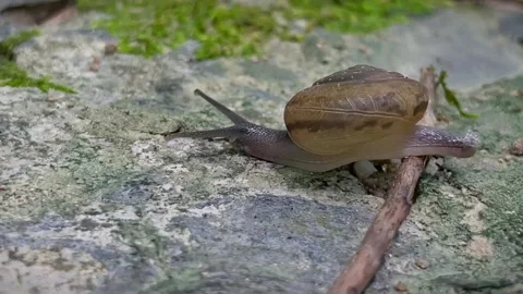 A snail crawls over a branch on a rock surface Stock Footage 343835682