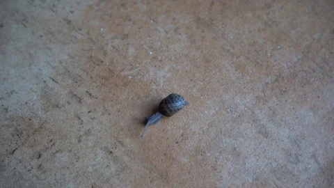 Snail crawls over the marble floor Stock Footage 89287861