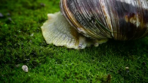 The snail crawls over the moss Stock Footage