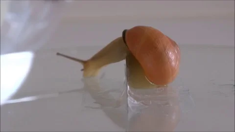 Snail crawls over razor blade Stock Footage 110423548