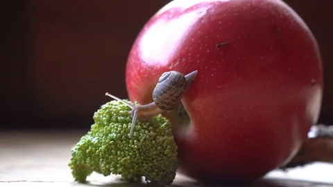 Snail crawls over the red apple and green broccoli, cute animal, film background Stock Footage 89579346