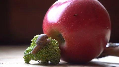 Snail crawls over the red apple and green broccoli, cute animal, film background Stock Footage 89579376