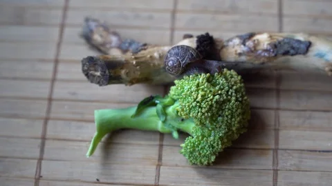 Snail crawls over the tree trunk and green broccoli Stock Footage 89287864