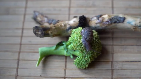 Snail crawls over the tree trunk and green broccoli Video stock 89287873